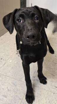 Retriever Dogs Available for Adoption in Sandusky, Ohio - Madaline | PetCurious
