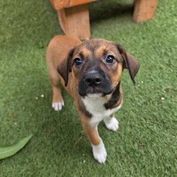 Retriever Dogs Available for Adoption in Austin, Texas - Rosemary MW | PetCurious