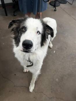 MOOSE -  Mixed Breed Dog for Adoption in Dallas, Texas - MOOSE | PetCurious