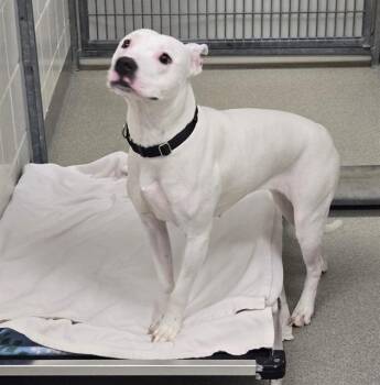 DRIZZLE -  Boxer and Mixed Breed Dog for Adoption in Omaha, Nebraska - DRIZZLE | PetCurious