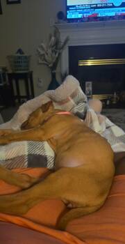 American Staffordshire Terrier Dogs Available for Adoption - Ava | PetCurious