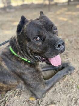 Vader -  Cane Corso Dog for Adoption in Glendale, Arizona - Vader | PetCurious
