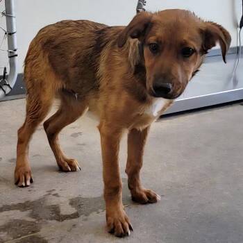 Teal -  Mixed Breed Dog for Adoption in Las Cruces, New Mexico - Teal | PetCurious