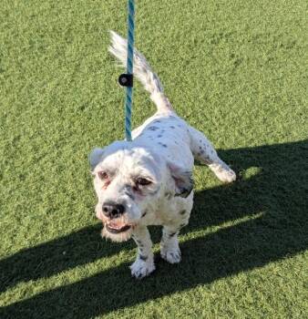 Poodle Dogs Available for Adoption in Salinas, California - Speckles | PetCurious