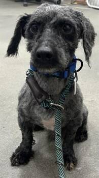 Poodle Dogs Available for Adoption - A568861 | PetCurious