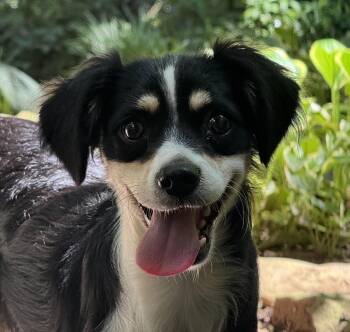 Bonsai -  Border Collie and Terrier Dog for Adoption in Cumming, Georgia - Bonsai | PetCurious