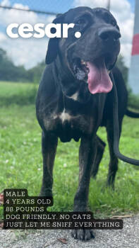 Rescue Labrador Retriever Dogs for Adoption in Ashland, Kentucky - Caesar | PetCurious