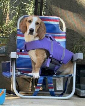 Honey (Redding) -  Basset Hound Dog for Adoption in Petaluma, California - Honey (Redding) | PetCurious