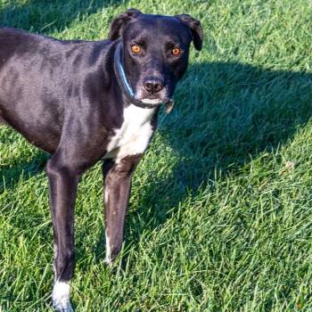MOOSE -  Labrador Retriever and Mixed Breed Dog for Adoption in St. Louis, Missouri - MOOSE | PetCurious