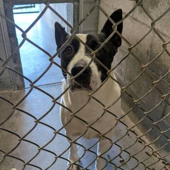 Rescue Pit Bull Terrier Dogs for Adoption in Hermiston, Oregon - Petusa | PetCurious