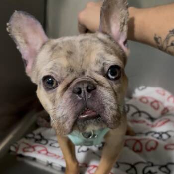 French Bulldog Dogs Available for Adoption - FiFi | PetCurious