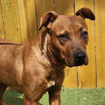 Pit Bull Terrier and Plott Hound Dogs Available for Adoption in Austin, Texas - Scrappy Doo JuM | PetCurious
