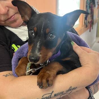 Terrier and Miniature Pinscher Dogs Available for Adoption in Austin, Texas - Gamecube | PetCurious