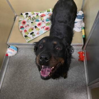 Malakai -  Rottweiler Dog for Adoption in Durango, Colorado - Malakai | PetCurious