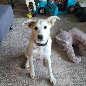 Autumn -  Mixed Breed Dog for Adoption in Cando, Saskatchewan - Autumn | PetCurious