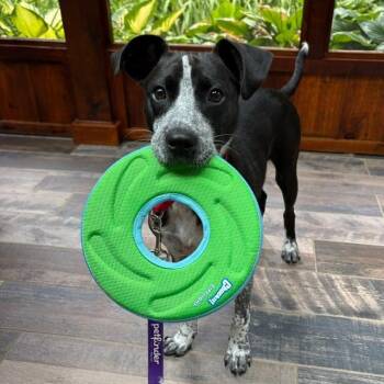 Rocky Road -  Australian Cattle Dog Blue Heeler and Fox Terrier Dog for Adoption in Columbia, Illinois - Rocky Road | PetCurious