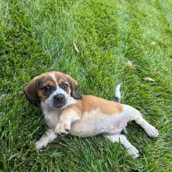 Birdie -  Beagle and Australian Cattle Dog Blue Heeler Dog for Adoption in La Grange, Kentucky - Birdie | PetCurious