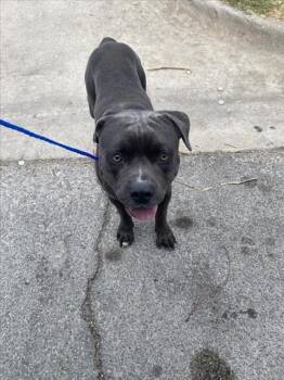 MR GRAY -  Mixed Breed Dog for Adoption in Dallas, Texas - MR GRAY | PetCurious