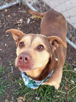 Pit Bull Terrier and Dachshund Dogs Available for Adoption - KRAVITZ | PetCurious