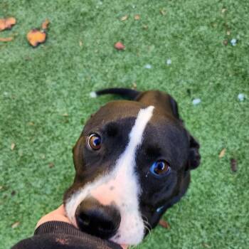 Rescue Pit Bull Terrier Dogs for Adoption in Greensboro, North Carolina - Charity | PetCurious