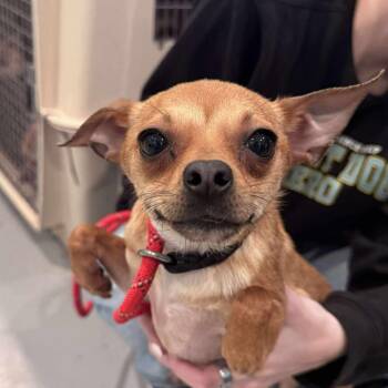 Chihuahua and Mixed Breed Dogs Available for Adoption - Gretchen | PetCurious