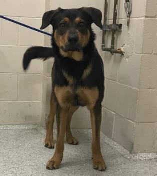 German Shepherd Dog and Labrador Retriever Dogs Available for Adoption - CASPIAN | PetCurious