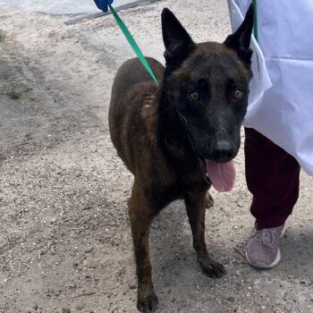 Figaro -  Belgian Shepherd Malinois Dog for Adoption in Edinburg, Texas - Figaro | PetCurious