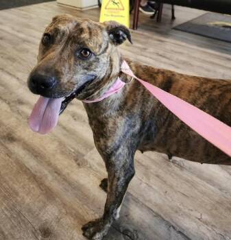 Mountain Cur Dogs Available for Adoption in Troy, Alabama - Rita | PetCurious