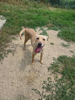 Ivy -  Labrador Retriever Dog for Adoption in Maquoketa, Iowa - Ivy | PetCurious