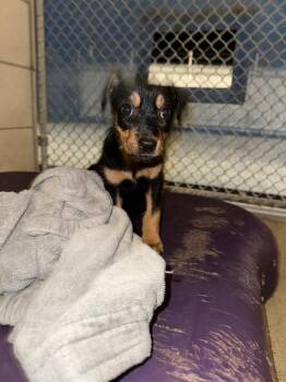 Brianna -  Mixed Breed Dog Available for Adoption in Bossier City, Louisiana - Brianna | PetCurious