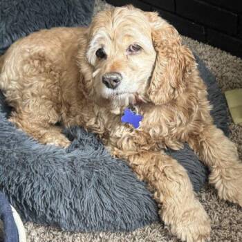 Dasie U 26071 -  Cocker Spaniel Dog for Adoption in Parker, Colorado - Dasie U 26071 | PetCurious
