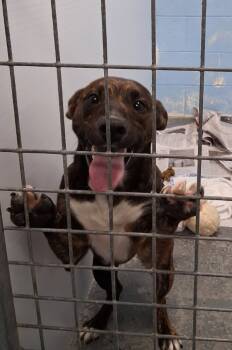 Rescue Terrier Dogs for Adoption in Morristown, Tennessee - Clover | PetCurious