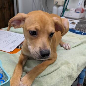 Miley Cyrus -  Terrier Dog for Adoption in Chico, California - Miley Cyrus | PetCurious