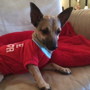 Rescue Chihuahua Dogs for Adoption in Fresno, California - Brian | PetCurious