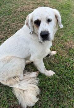 Zora May -  Great Pyrenees and Anatolian Shepherd Dog for Adoption in Evansville, Indiana - Zora May | PetCurious