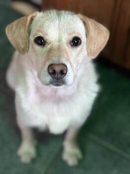Labrador Retriever and Australian Shepherd Dogs Available for Adoption in Anchorage, Alaska - Luna | PetCurious