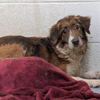 192234 LOOKING FOR OWNER -  Australian Shepherd Dog for Adoption in Ravenna, Ohio - 192234 LOOKING FOR OWNER | PetCurious