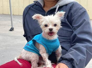 Rescue Terrier Dogs for Adoption in Midway City, California - Prince | PetCurious