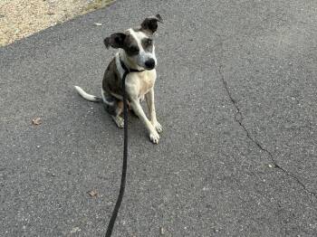 Otis Hill -  Pointer Dog for Adoption in Boston, Massachusetts - Otis Hill | PetCurious