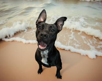 Rescue Pit Bull Terrier and Labrador Retriever Dogs for Adoption in Sebastian, Florida - Shai | PetCurious