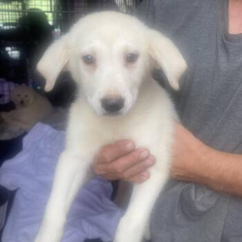 Henry -  Golden Retriever and American Eskimo Dog Dog for Adoption in Oak Bluffs, Massachusetts - Henry | PetCurious