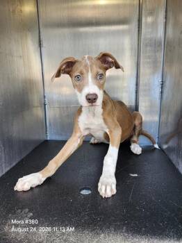 TIMON -  American Staffordshire Terrier Dog for Adoption in San Antonio, Texas - TIMON | PetCurious
