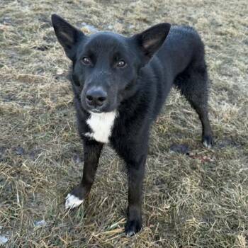 Black Labrador Retriever and Husky Dogs Available for Adoption in Brainerd, Minnesota - Finn | PetCurious