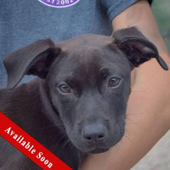 Dawn -  Black Labrador Retriever and American Staffordshire Terrier Dog for Adoption in Huntley, Illinois - Dawn | PetCurious