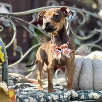 Punky -  Chihuahua and Terrier Dog for Adoption in Fairfield, Connecticut - Punky | PetCurious