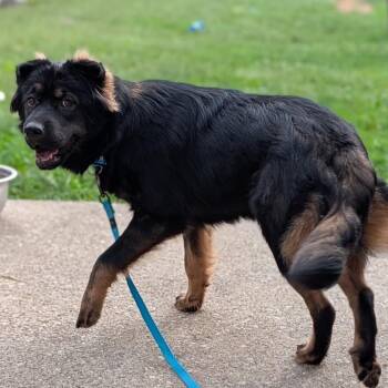 Reese Cup -  Shepherd Dog for Adoption in Georgetown, Kentucky - Reese Cup | PetCurious