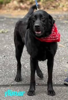 Aimar -  Black Labrador Retriever Dog Available for Adoption in Westbury, New York - Aimar | PetCurious