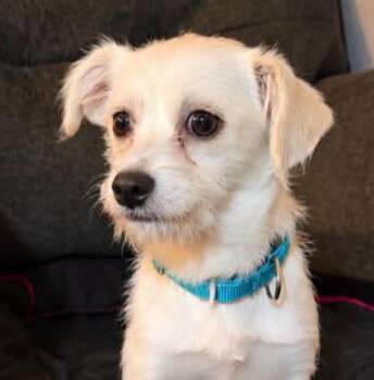 Romilly (AO37676) -  Wirehaired Dachshund Dog for Adoption in Kansas City, Kansas - Romilly (AO37676) | PetCurious