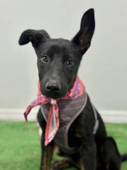 Belgian Shepherd Malinois and Mixed Breed Dogs Available for Adoption - Millie | PetCurious