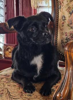 Rescue Tibetan Spaniel and Chihuahua Dogs for Adoption in Los Angeles, California - Quincy | PetCurious